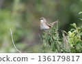 A female Siberian Rubythroat perched on the grass 136179817