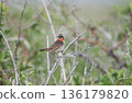 A male Siberian siberian shrike perched on the grass 136179820