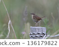 A female Siberian shrike perched on a post 136179822