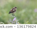 Stonechat chick perched on the grass 136179824