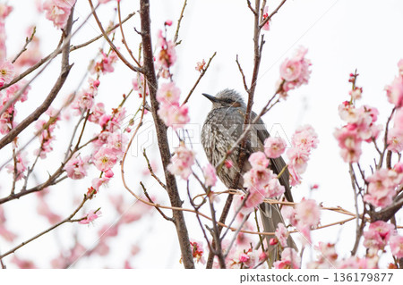 Brown-eared bulbuls seeking nectar from plum blossoms Brown-eared bulbuls seeking nectar from plum blossoms 136179877