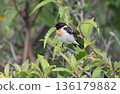 A male stonechat perched on the grass 136179882