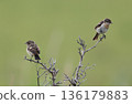 Stonechat chicks and female perched on the grass 136179883