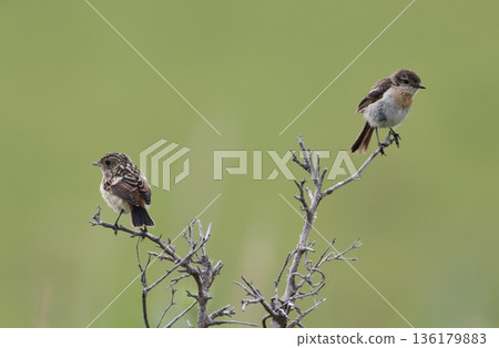 石䳭幼鳥和雌鳥棲息在草地上 136179883