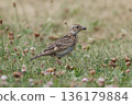 A skylark catching an insect on the ground 136179884