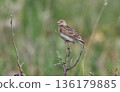 A skylark perched on a dead tree 136179885