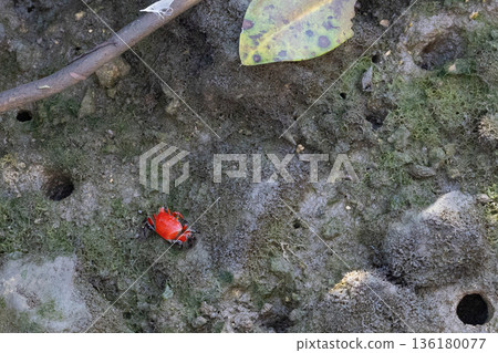 Red crabs in the mangrove mudflats (subtropical natural landscape) Red crabs in the mangrove mudflats (subtropical natural landscape) 136180077