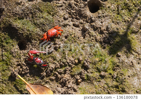 Red crabs in the mangrove mudflats (subtropical natural landscape) 136180078
