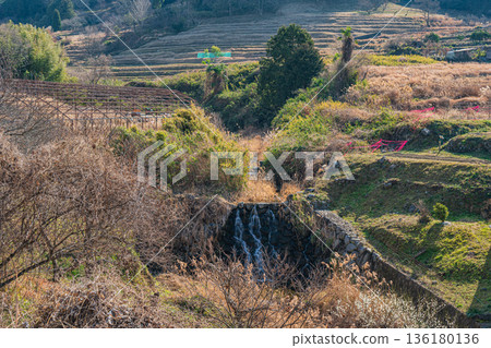 Winter scenery of Sakata rice terraces in Asuka Village, Nara Prefecture 136180136