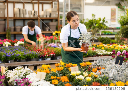 flower supermarket vendor examines shelf of Cineraria to detect problematic plants flower supermarket vendor examines shelf of Cineraria to detect problematic plants 136180206