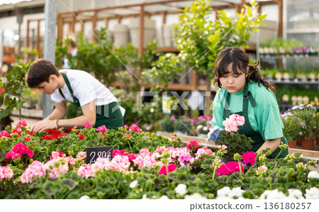 flower supermarket worker examines shelf of pelargonium to detect problematic plants 136180257