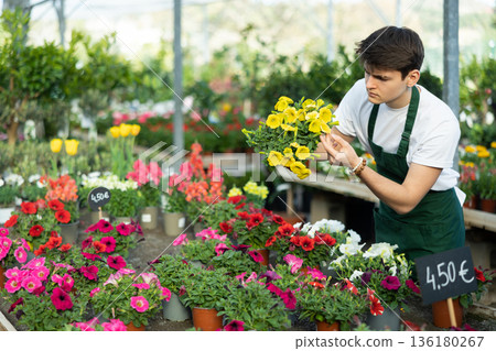 Man vendor in flower shop inspects price tags on pots with petunia and re-evaluates goods Man vendor in flower shop inspects price tags on pots with petunia and re-evaluates goods 136180267