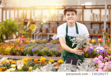 Smiling young greenhouse worker demonstrating maritime ragwort Smiling young greenhouse worker demonstrating maritime ragwort 136180277