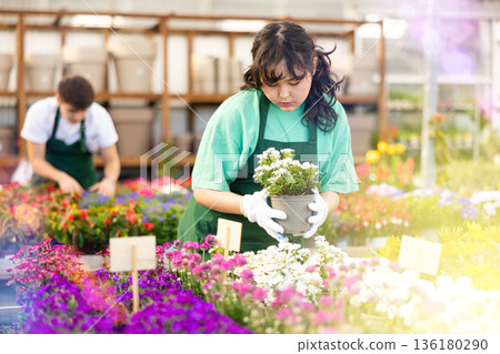 Focused young Asian female worker gardening in glasshouse, checking Iberis Sempervirens plant in pot Focused young Asian female worker gardening in glasshouse, checking Iberis Sempervirens plant in pot 136180290
