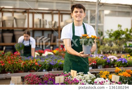 Young salesman inspecting potted gazania in garden shop 136180294