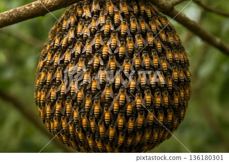 日本蜜蜂蜂球:集體智慧與活力,足以抵禦天敵 日本蜜蜂蜂球:集體智慧與活力,足以抵禦天敵 136180301