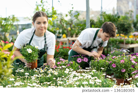 Female florist checking flowering marguerites daisy in greenhouse 136180305