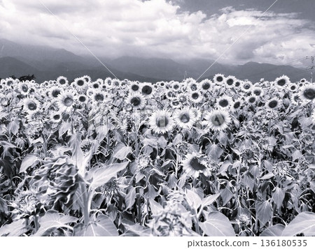 一張充滿懷舊氣息的黑白照片，展現了遠處山脈映襯下盛開的向日葵花田。 136180535