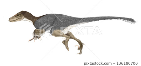 Large dromaeosaurid Utahraptor feather type Large dromaeosaurid Utahraptor feather type 136180700