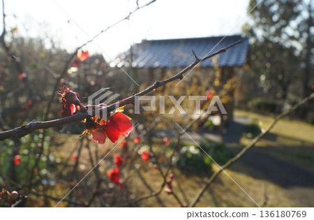 Bright red quince with sunlight shining through Bright red quince with sunlight shining through 136180769