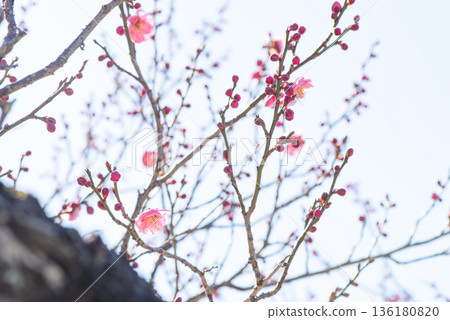 Pink plum blossoms beginning to bloom Pink plum blossoms beginning to bloom 136180820