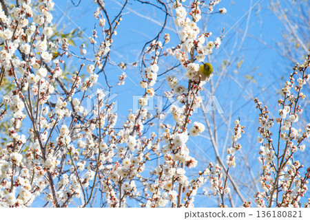 藍天襯托下的白色梅花與日本繡眼鳥 136180821