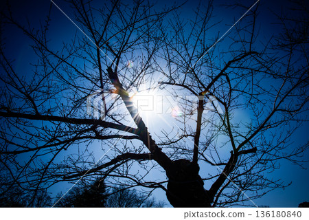 從樹下望去，冬天的陽光灑在身上。 136180840