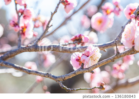 Pale pink plum blossoms herald the arrival of spring Pale pink plum blossoms herald the arrival of spring 136180843