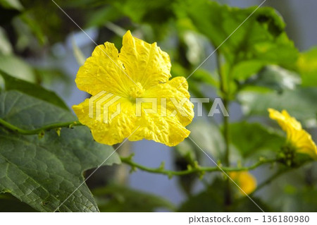 Yellow loofah flowers, Nepal 136180980