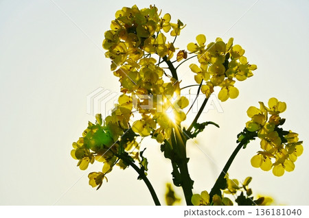 在陽光下 在陽光下 136181040