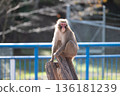 福知山市動物園猴山上的猴子 136181239