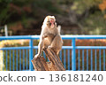 福知山市動物園猴山上的猴子 136181240