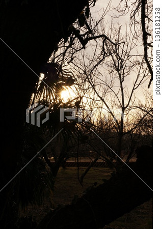 Sunset and silhouette of grass and plants Sunset and silhouette of grass and plants 136181258