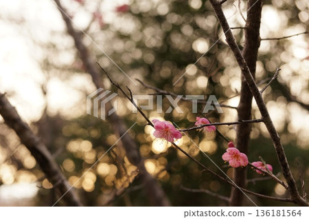Bokeh and plum blossoms 136181564