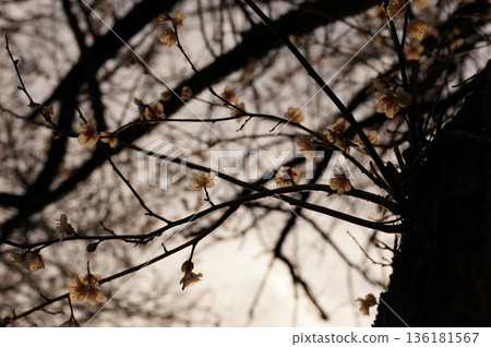 Winter air and plum blossoms Winter air and plum blossoms 136181567