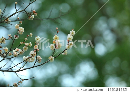 早期盛開的白梅花 136181585