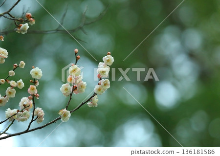 早期盛開的白梅花 早期盛開的白梅花 136181586
