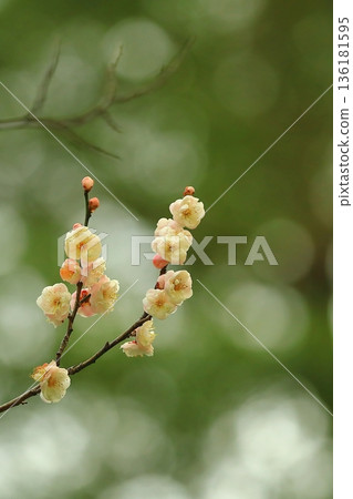 早期盛開的白梅花 早期盛開的白梅花 136181595