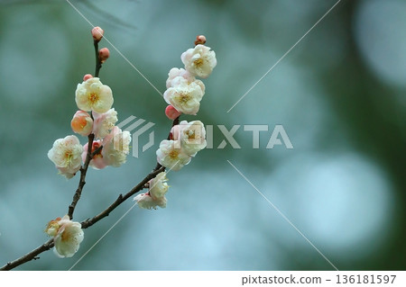 Early blooming white plum blossoms Early blooming white plum blossoms 136181597