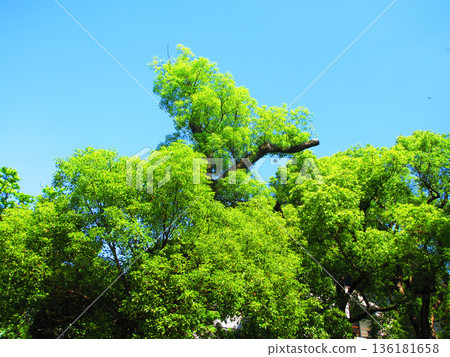 Various views of Nishiarai Daishi (Adachi Ward, Tokyo) 136181658