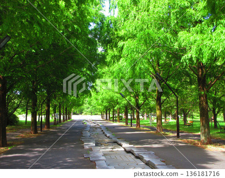 東京足立區舍利公園的水道和鬱鬱蔥蔥的綠植 136181716