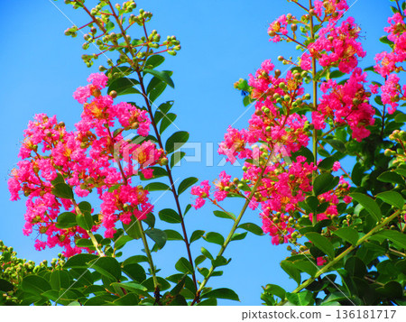 紫薇花和藍天景觀 136181717