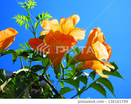 Midsummer scenery of orange flowers of Trumpet Creeper and blue sky 136181799