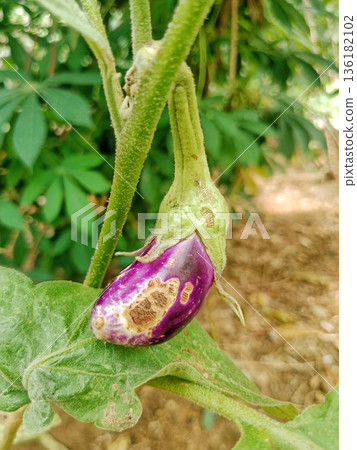 Purple eggplant that are not ready to be picked are attacked by pests Purple eggplant that are not ready to be picked are attacked by pests 136182102