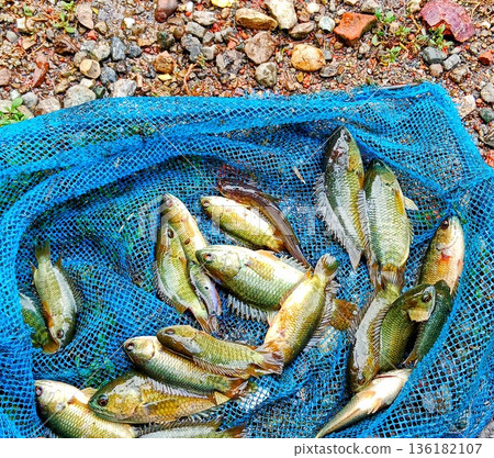 Fish finders get lots of Anabas testudineus fish by using small nets in the river Fish finders get lots of Anabas testudineus fish by using small nets in the river 136182107