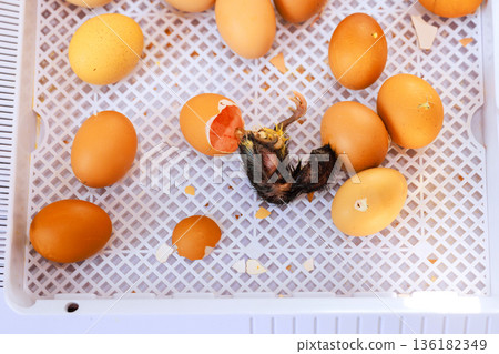 Chicks emerge from eggs on farm some eggs are cracked, shells are scattered across surface. 136182349