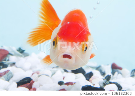 Ranchu is surprised Ranchu is surprised 136182363