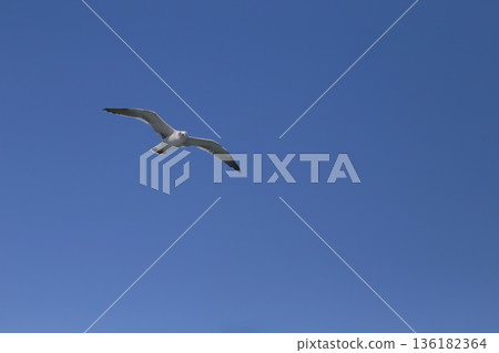 Seagull flying blue sky Seagull flying blue sky 136182364