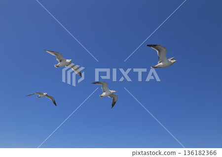 Seagull flying blue sky Seagull flying blue sky 136182366