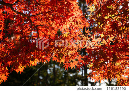 京都高尾神功寺院內的紅楓葉 京都高尾神功寺院內的紅楓葉 136182390